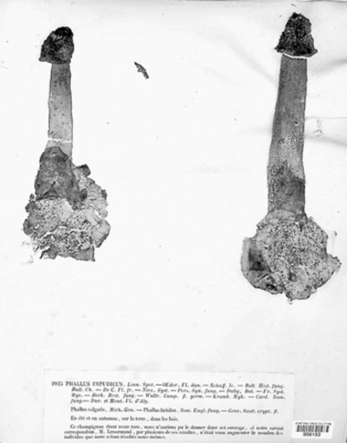Phallus impudicus image